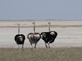 Africa 120 : Africa, Animal, Bird, Botswana, Landscape, Makgadikgadi, Ostrich, Salt Pan